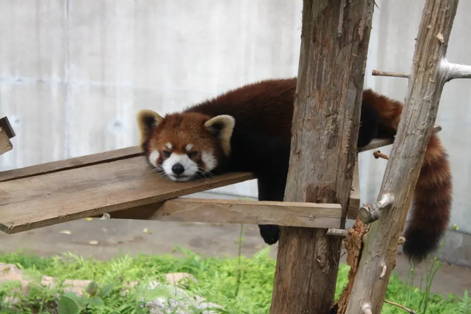 日陰で寝そべるミンミン（去年の今頃）