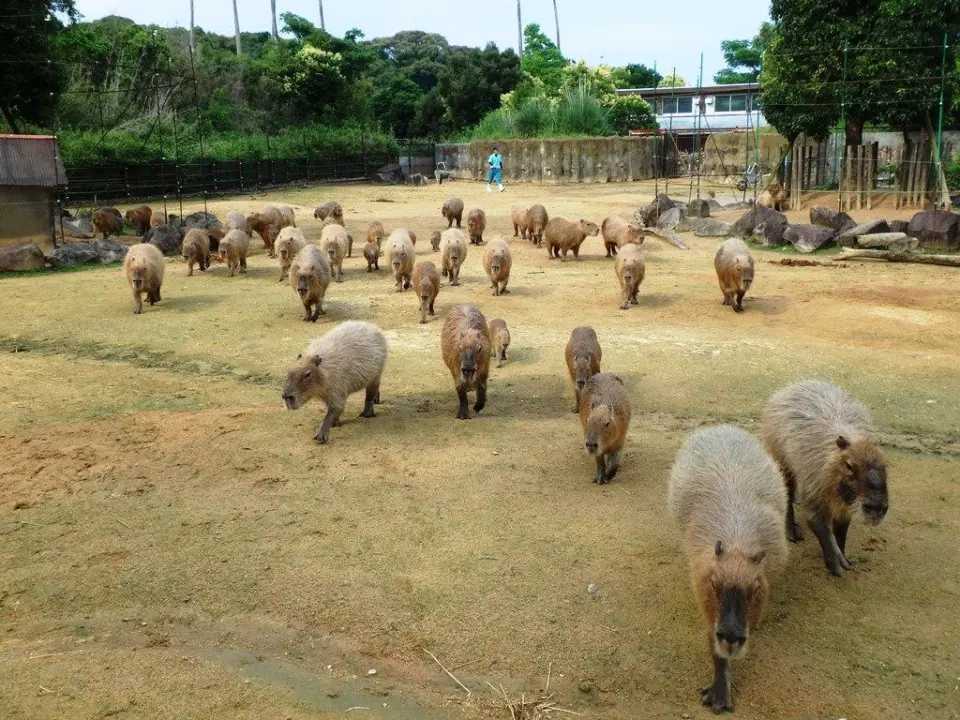 夕方のエサに向かってまっしぐら