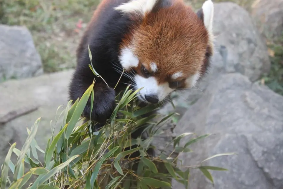 お食事中
