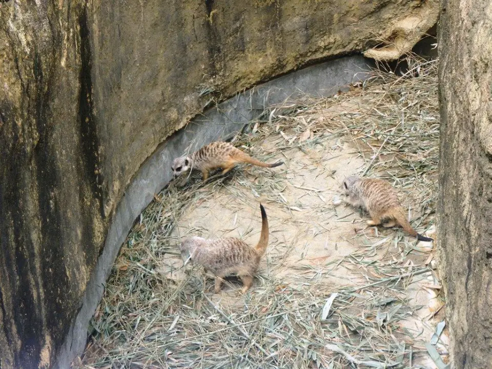 シニアチーム 竹の葉もお気に入り