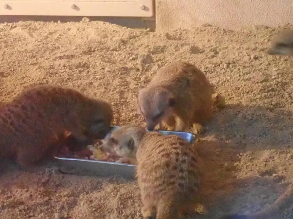 いつもと違う食事