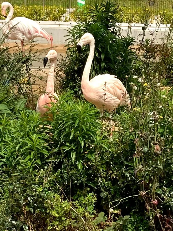 フラミンゴ　パドックの草花がフラミンゴの隠れ家に