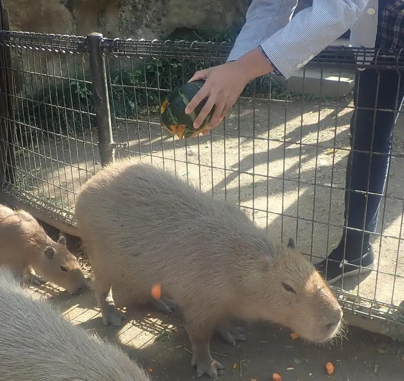 カボチャの器からおやつが出ている所