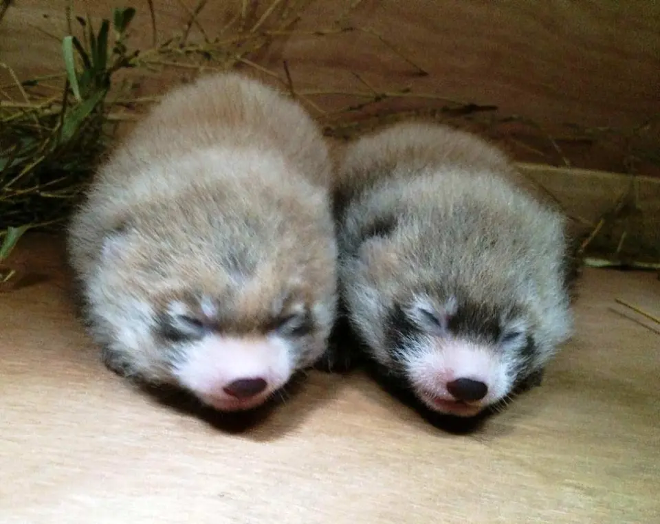 レッサーパンダ双子の赤ちゃん