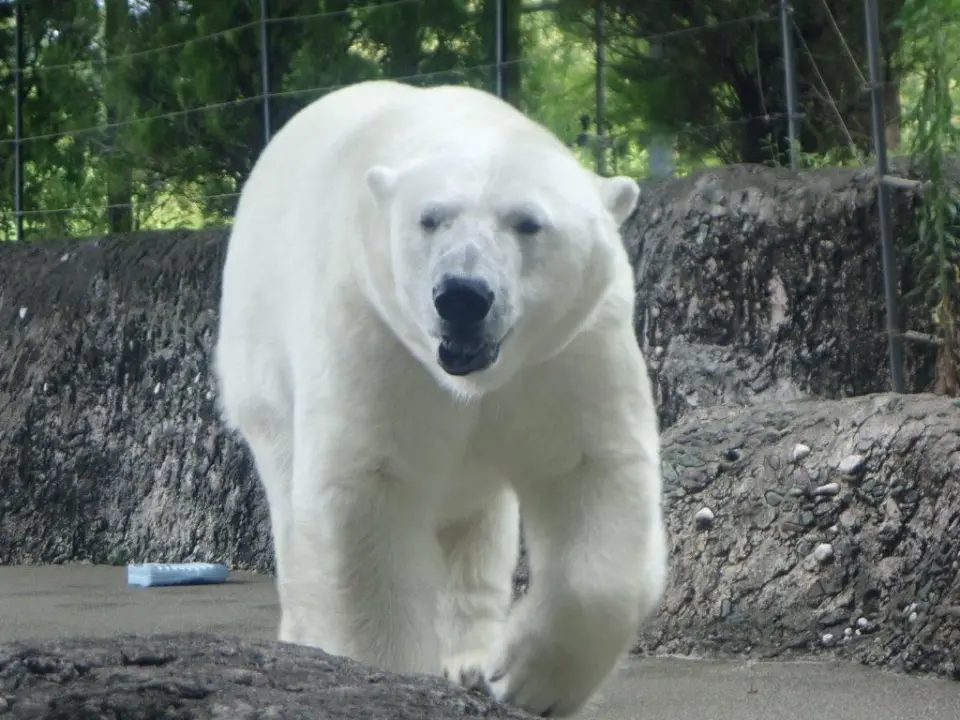 ふわふわポロロ①