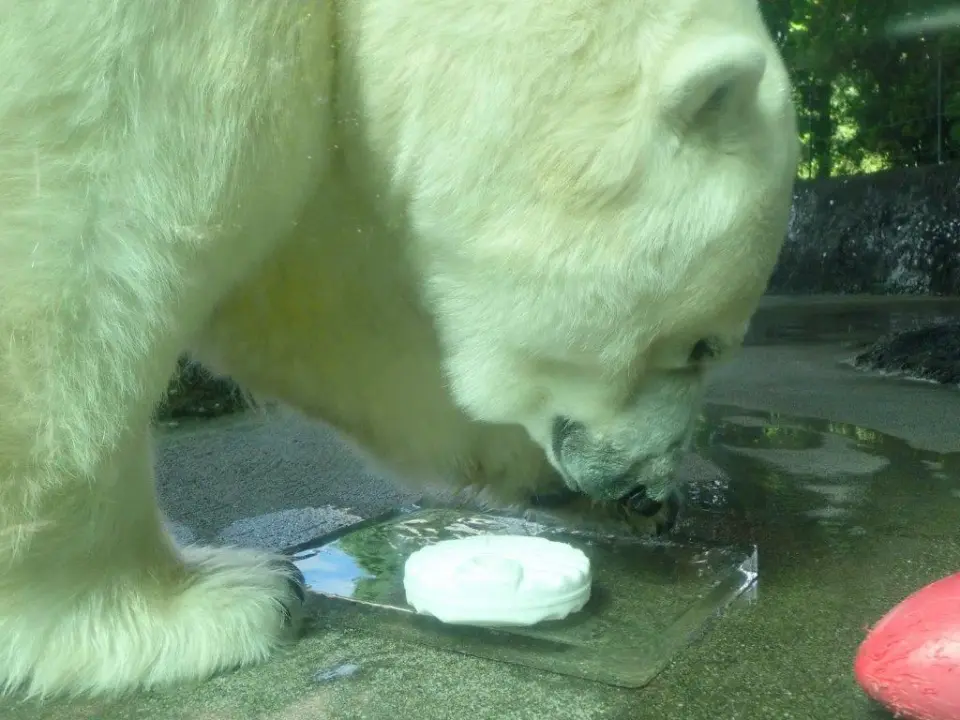 氷を爪で削るポロロ
