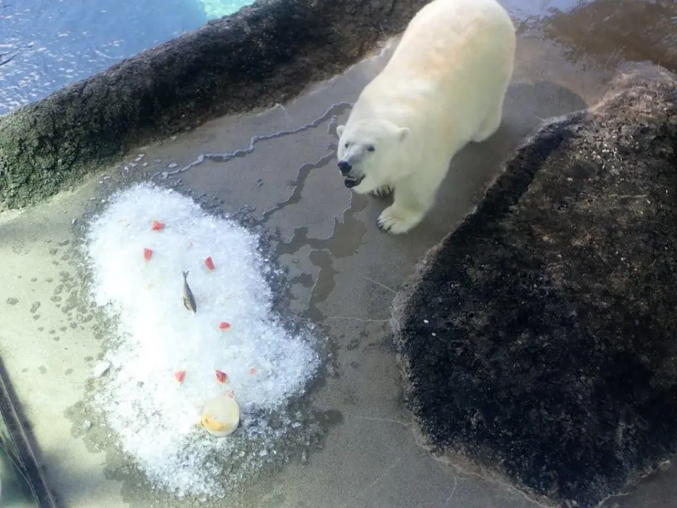 氷のおやつ