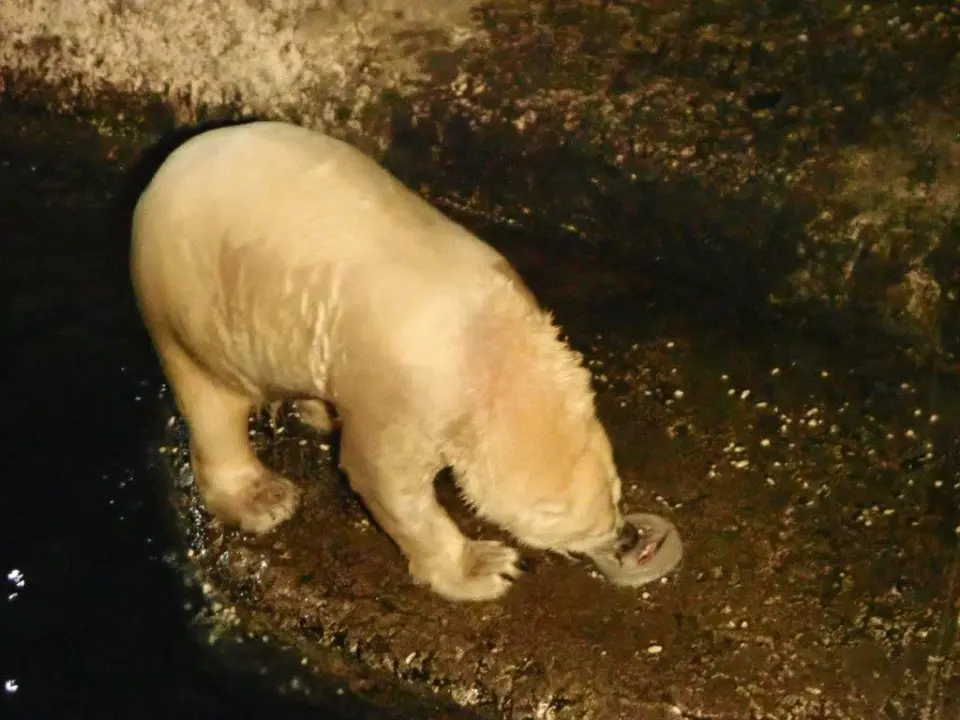 おやつを食べるポロロ