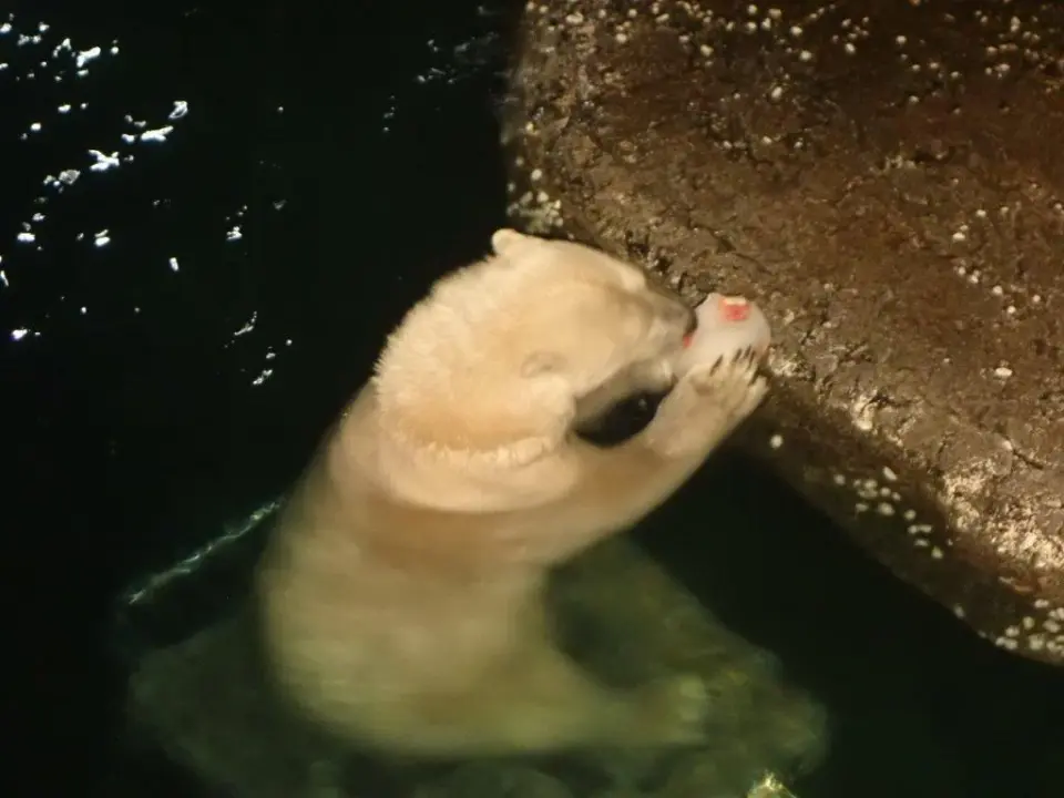 果物入りの氷を食べるポロロ