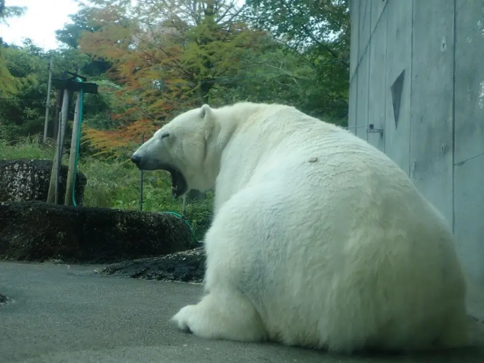 背中にペレットをつけたポロロ