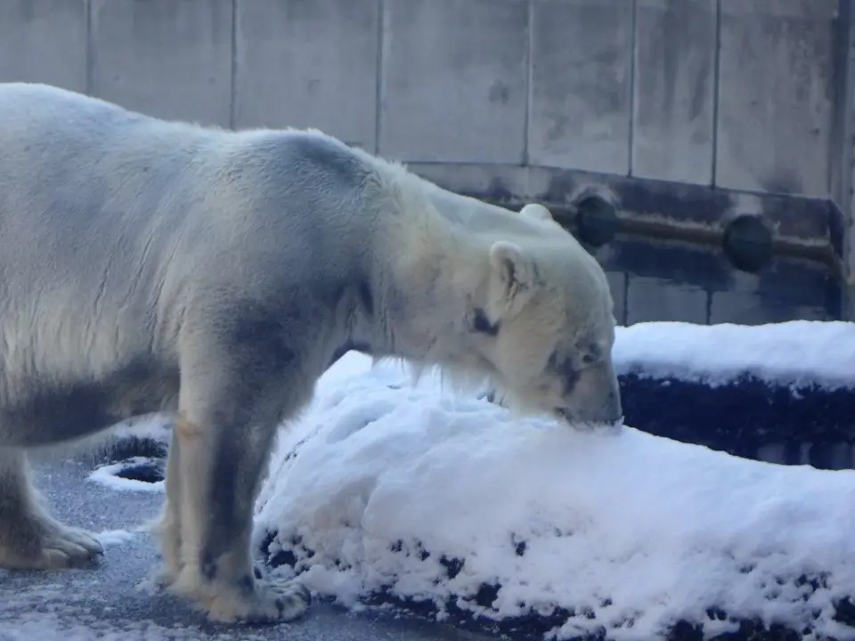 雪を味見するポロロ