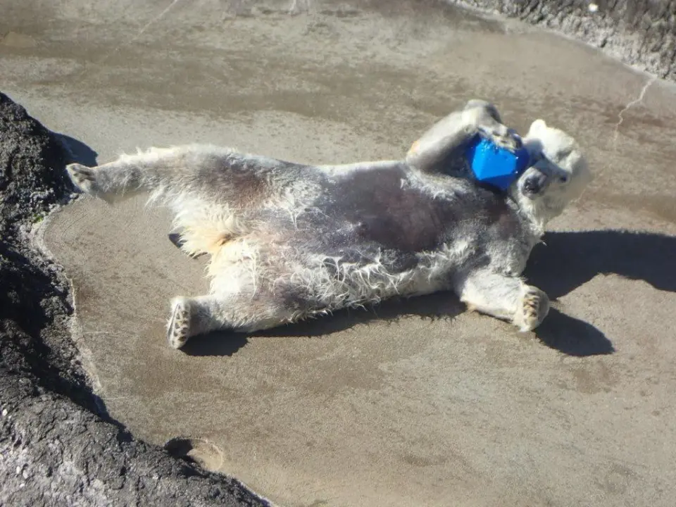 ゴロゴロするポロロ