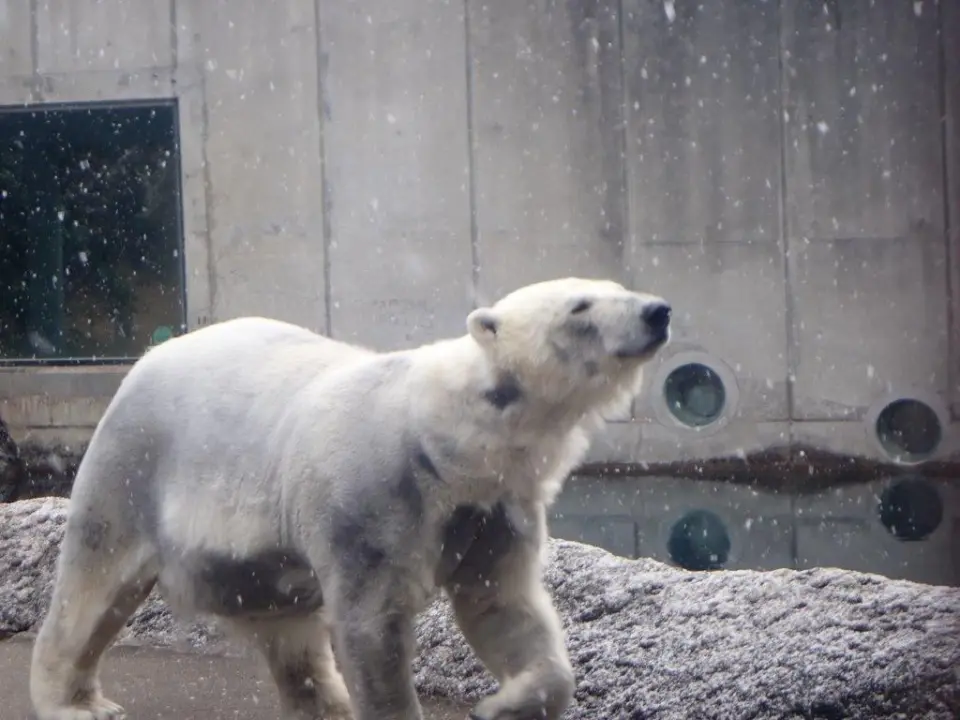 雪とポロロ