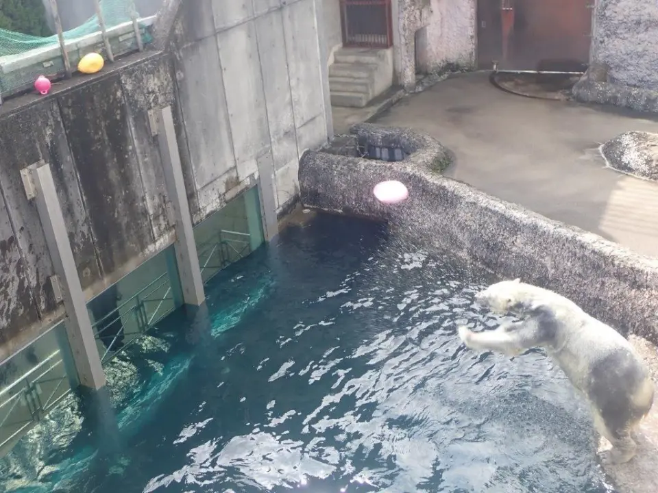 玩具を投げるポロロ