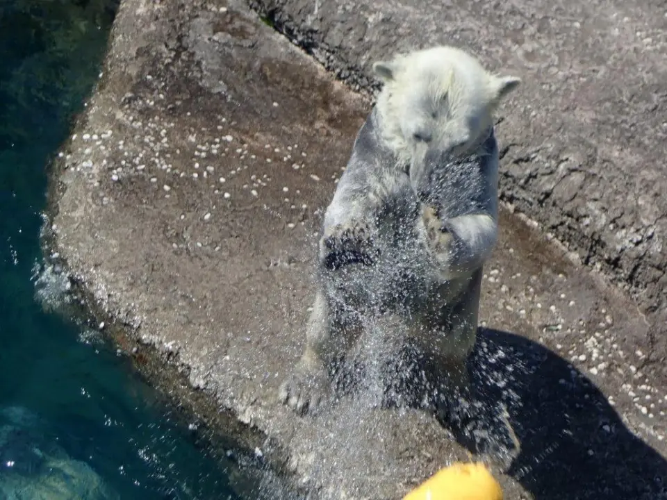 上に飛ばなかった時のポロロ