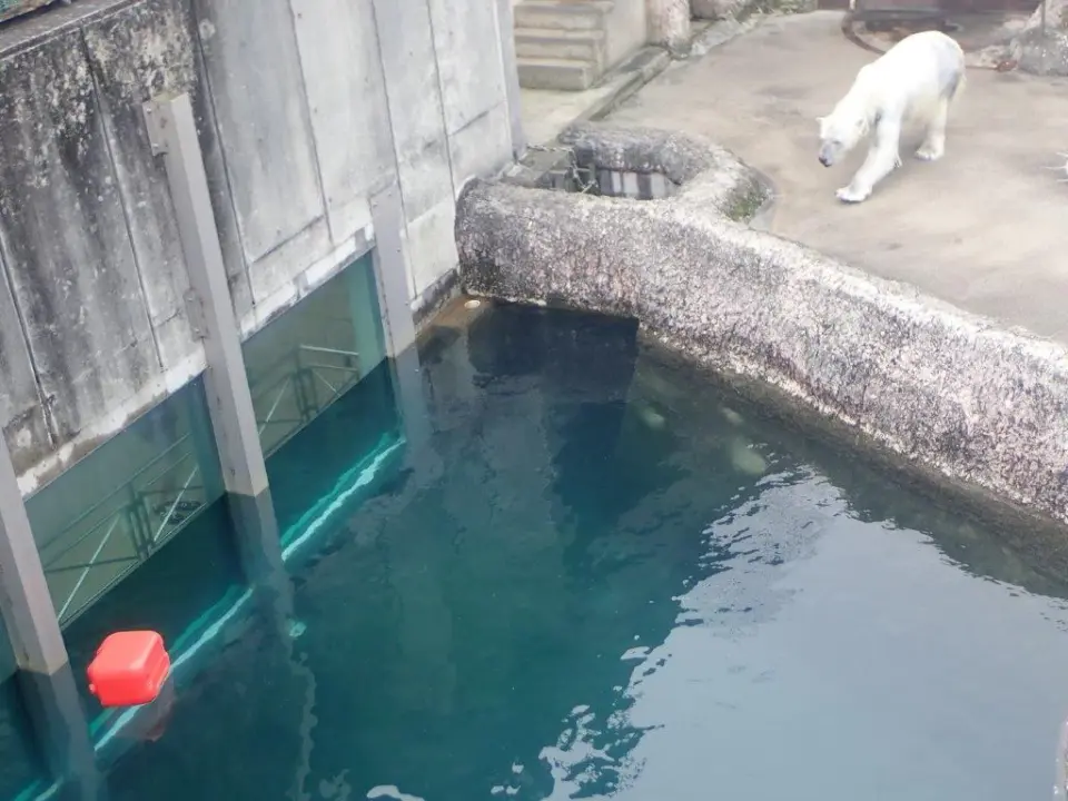 助走をつけるポロロ
