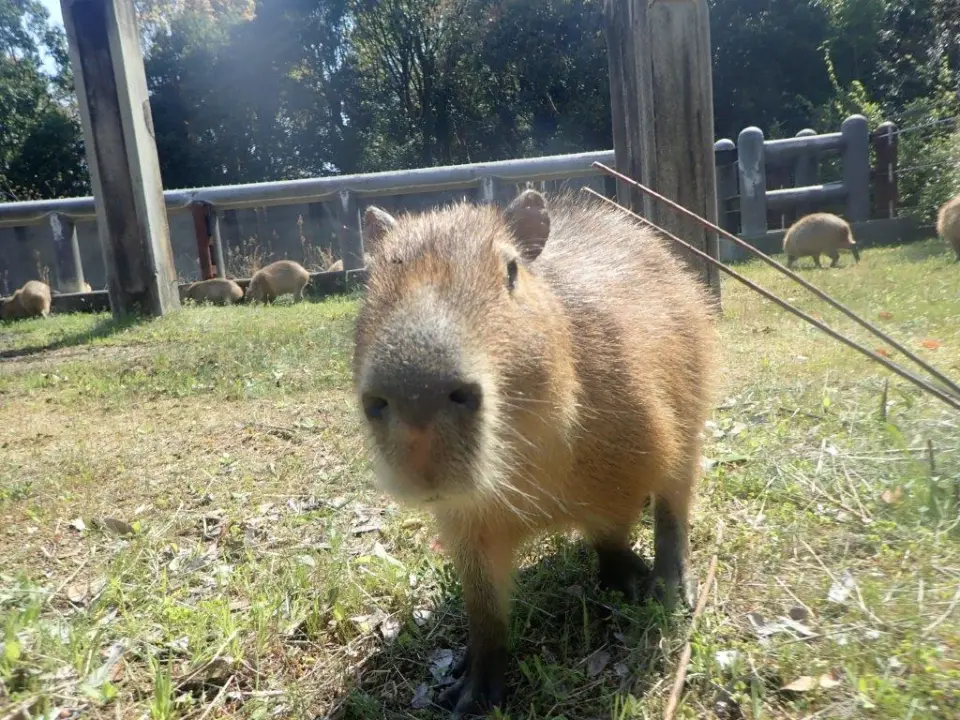 カメラ目線のカピバラ