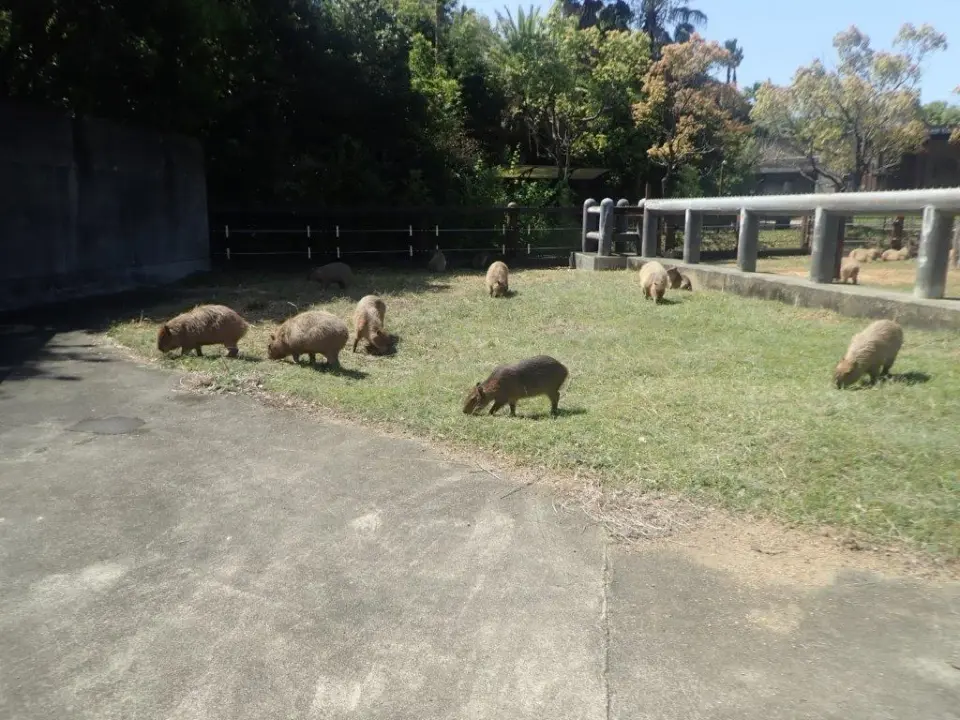 自由気ままなカピバラ達