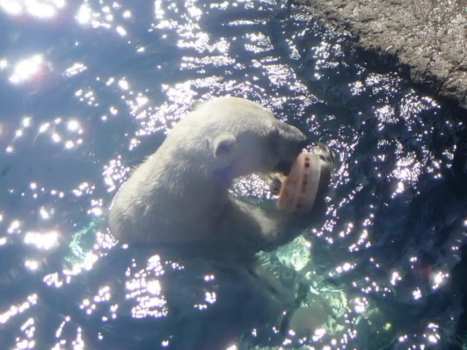 氷を食べるポロロ