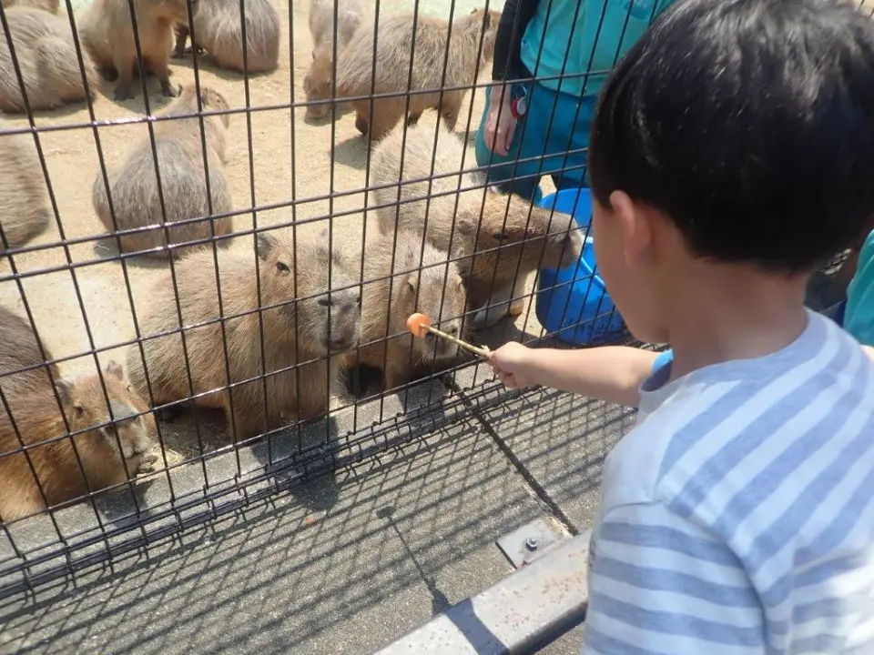 カピバラにおやつをあげている子供