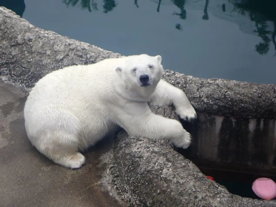 まったりするポロロ①
