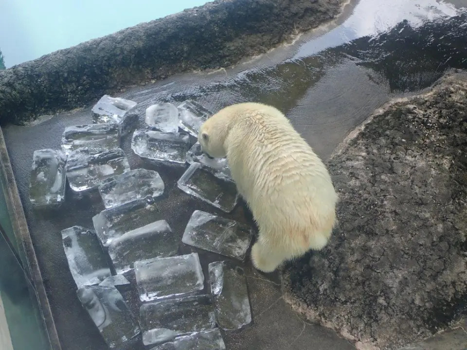 氷をかじるポロロ