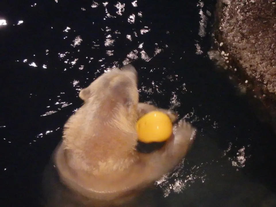 玩具で遊ぶポロロ