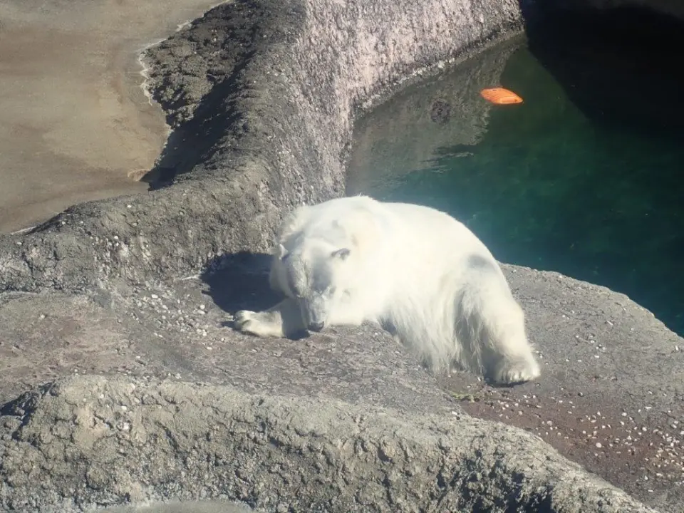 まったりするポロロ①