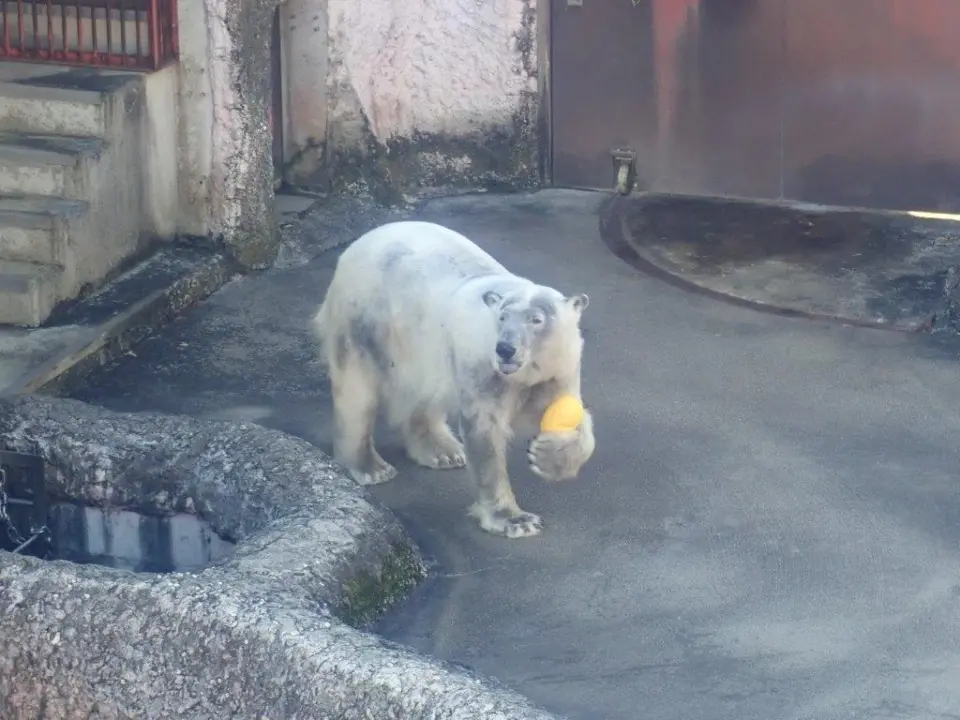 黄色の玩具で遊ぶポロロ