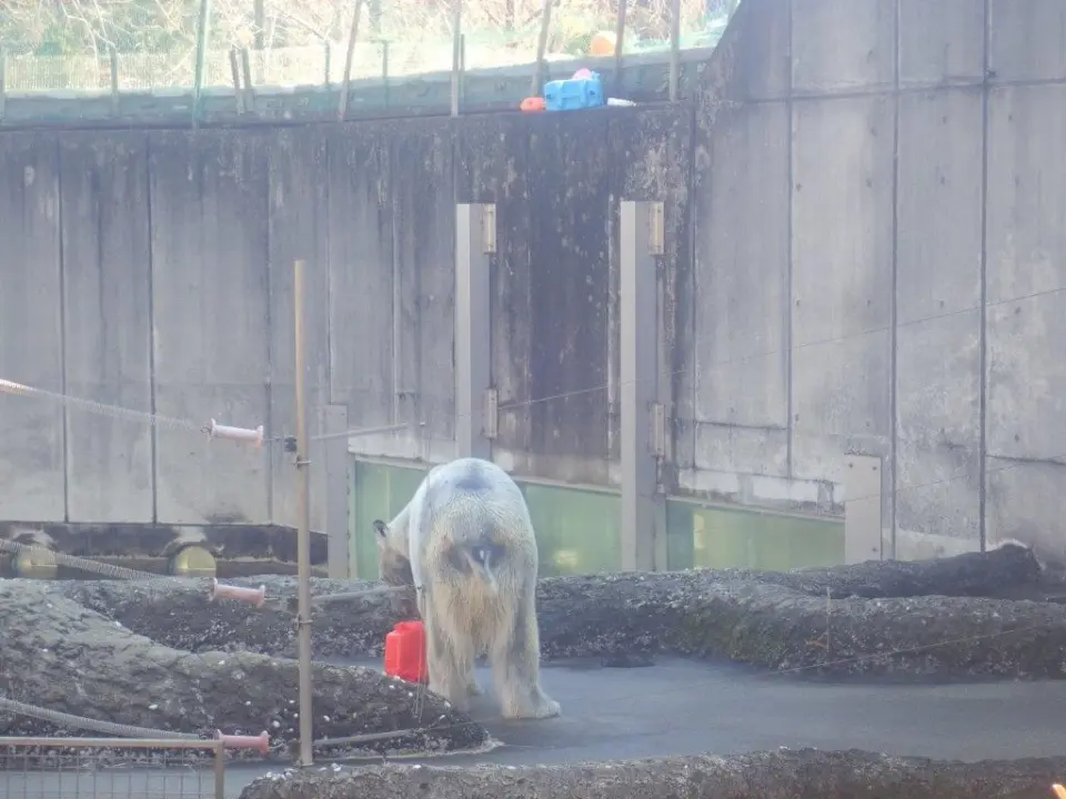 玩具を眺めながらおやつを食べるポロロ
