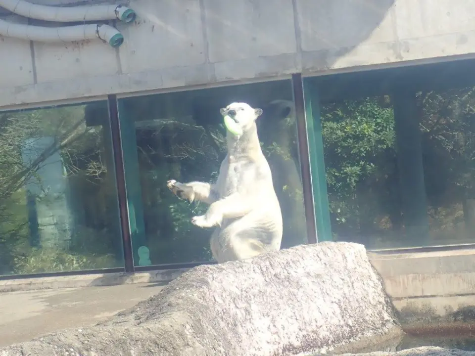 スリスリするポロロ