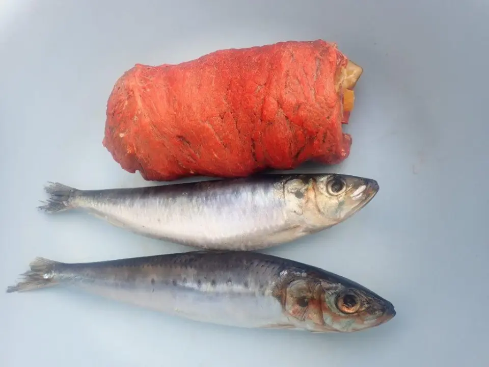 恵方巻とイワシ
