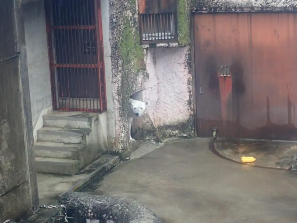 雨宿りするポロロ①