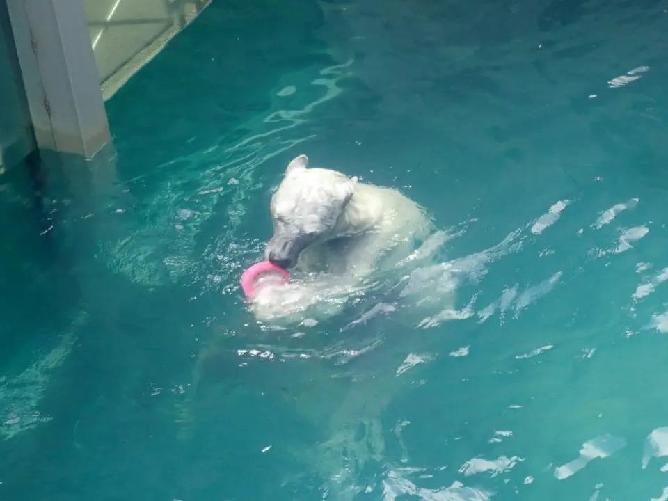 氷をかじるポロロ