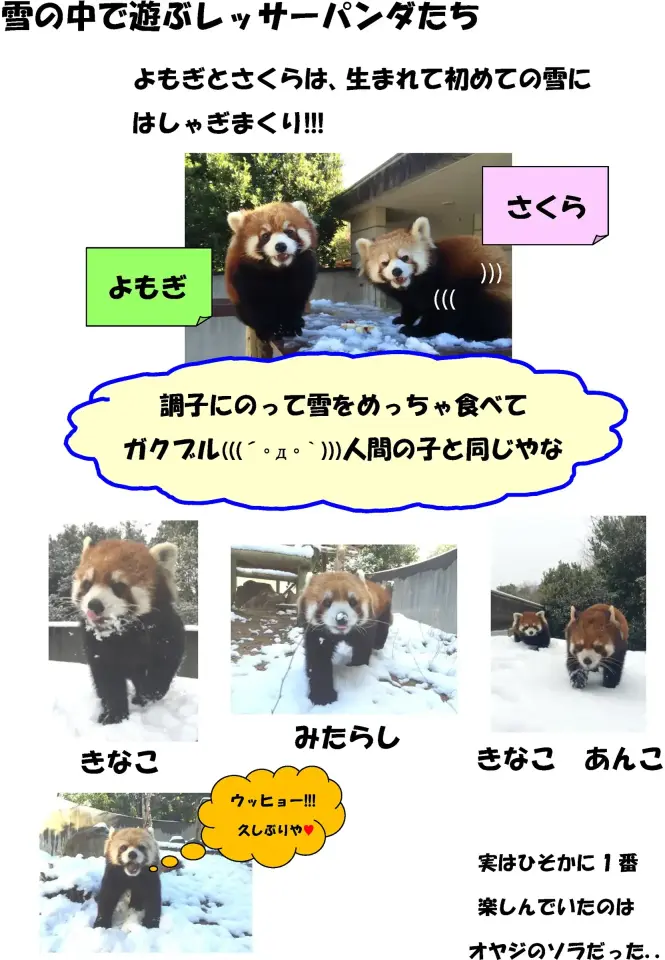 雪の中のレッサーパンダたち