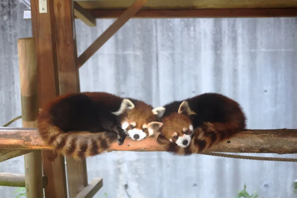 あんこ・きなこ