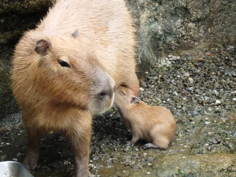 カピバラの親子
