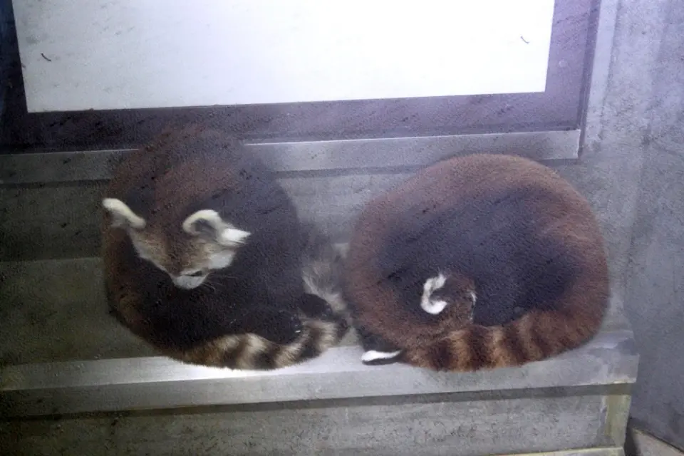 階段で居眠りするレッサーパンダの双子（左「さくら」、右「よもぎ」）