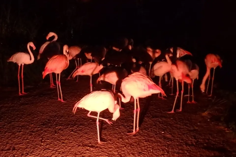 夜の動物園でのフラミンゴ（2016年の夜の動物園は終了しました。）