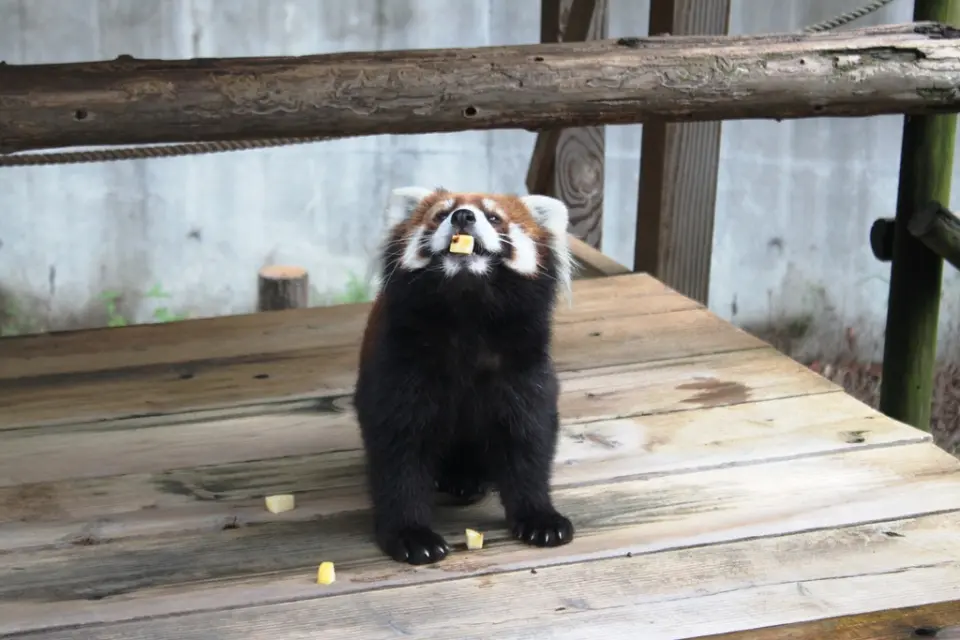 きなことリンゴ