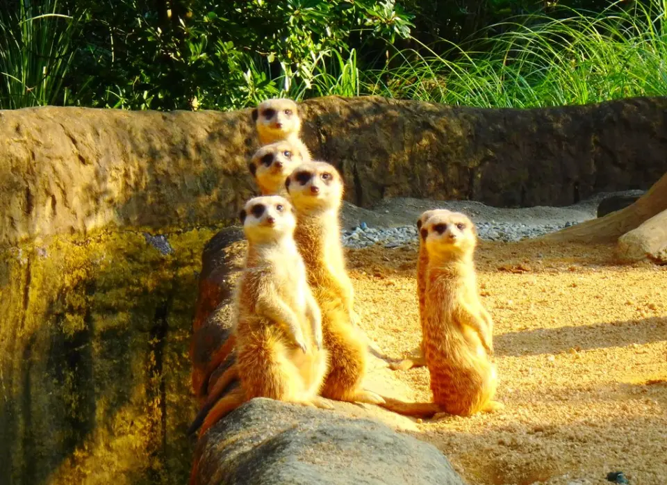 並んでカメラに注目するミーアキャット