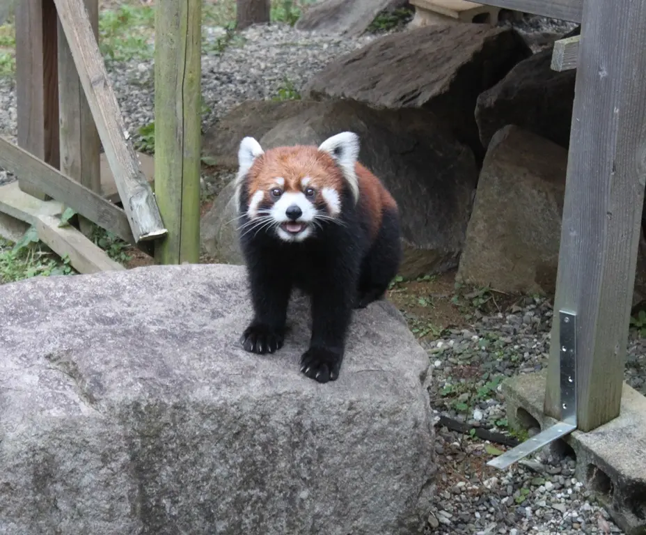 あんこ