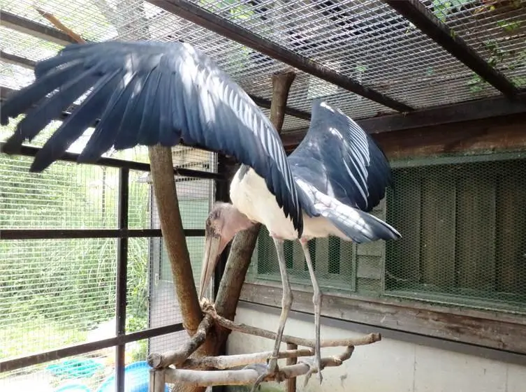 大きな翼を広げた様子