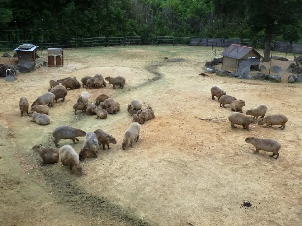 50頭記念写真