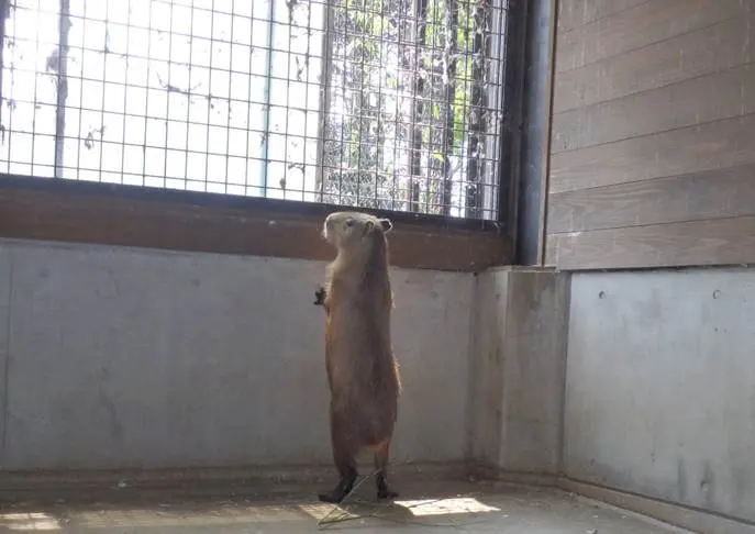 別れを惜しむカピバラ