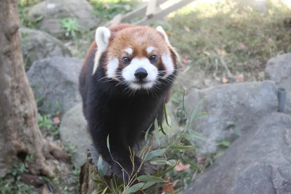 笹の葉をお持ち帰り