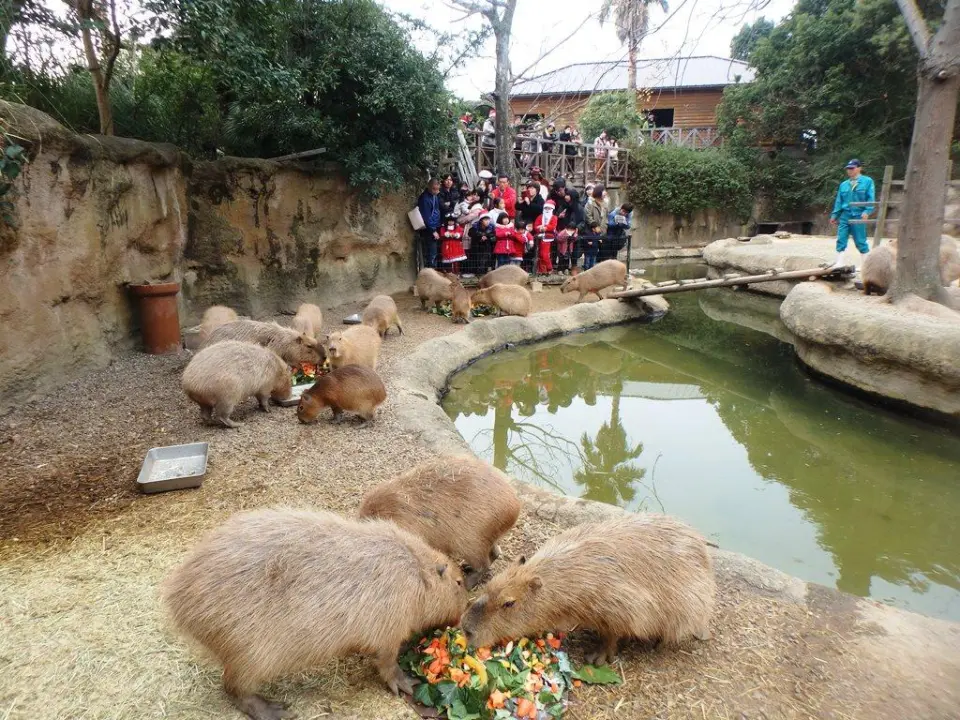 3つのケーキを食べるカピバラ