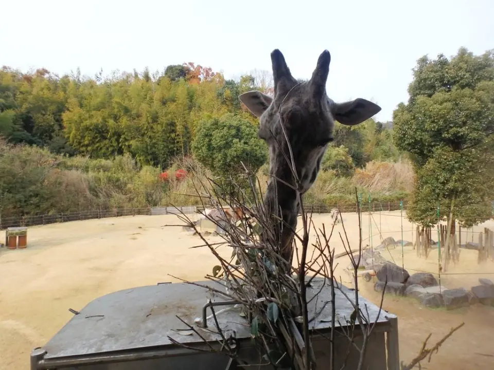 大好物のカシの木の葉をほおばるイッペイ