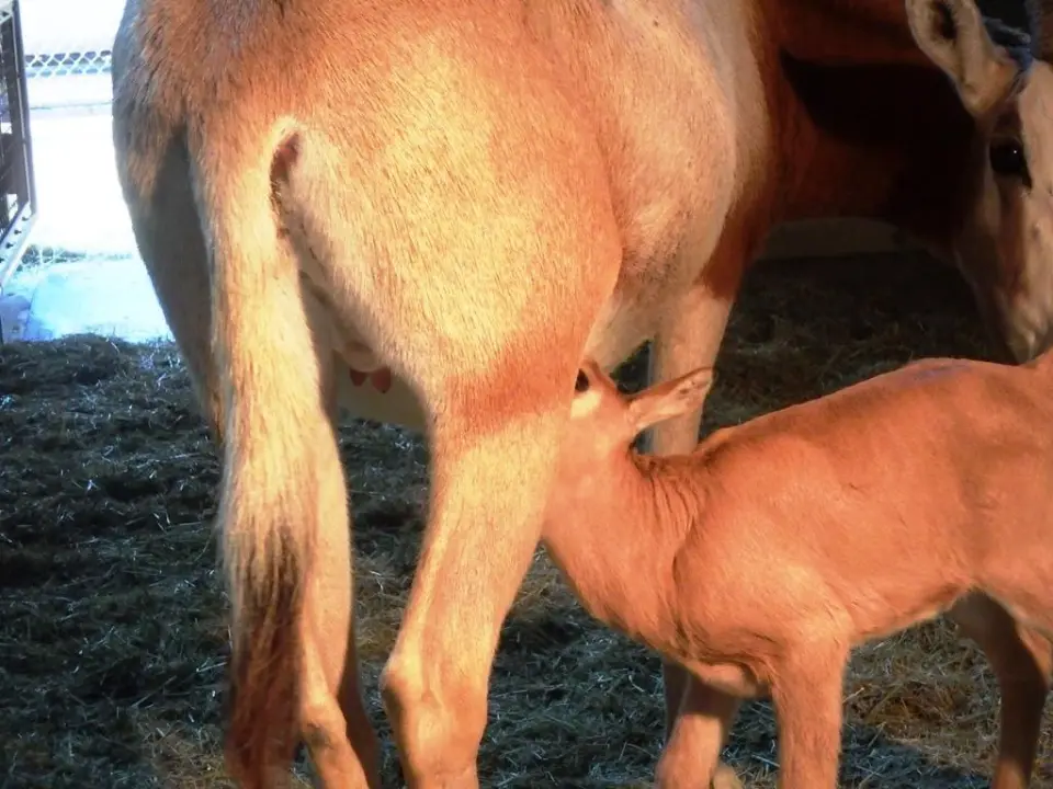 寝室で授乳タイム
