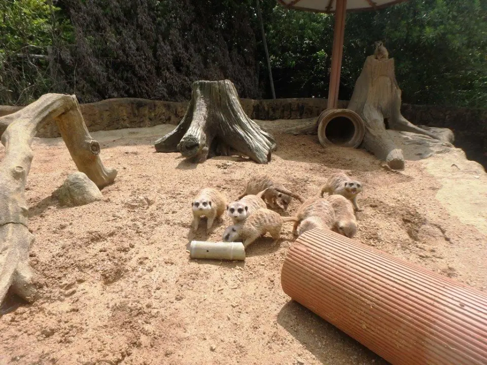 ヤングチームも竹筒に夢中